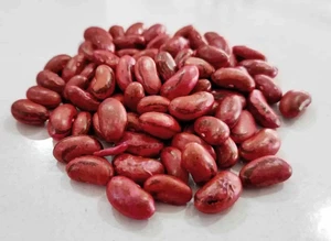 FİTO PEROLAR BEREN FASULYE 100 GR - Görsel 1