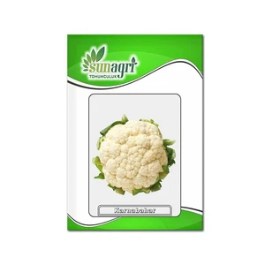 SUNAGRİ KARNIBAHAR 105 ADET - Görsel 1